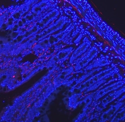 Invitrogen VIP Polyclonal Antibody 100 &mu;g; Unconjugated:Antibodies,