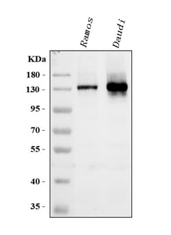 Invitrogen CD22 Polyclonal Antibody 100 &mu;g; Unconjugated:Antibodies,