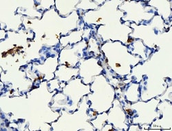 Invitrogen CD44 Polyclonal Antibody 100 &mu;g; Unconjugated:Antibodies,
