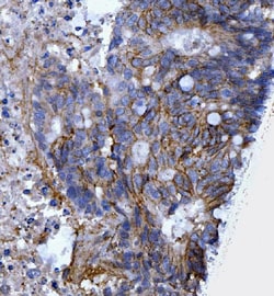 Invitrogen CD44 Polyclonal Antibody 100 &mu;g; Unconjugated:Antibodies,