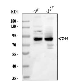 Invitrogen CD44 Polyclonal Antibody 100 &mu;g; Unconjugated:Antibodies,