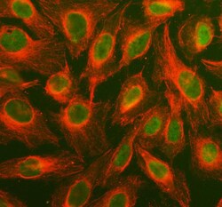 Invitrogen ERK1/ERK2 Polyclonal Antibody 100 &mu;g; Unconjugated:Antibodies,