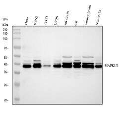 Invitrogen ERK1/ERK2 Polyclonal Antibody 100 &mu;g; Unconjugated:Antibodies,