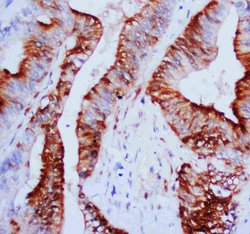 Invitrogen ERK1/ERK2 Polyclonal Antibody 100 &mu;g; Unconjugated:Antibodies,