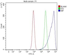 Invitrogen MIF Polyclonal Antibody 100 &mu;g; Unconjugated:Antibodies,