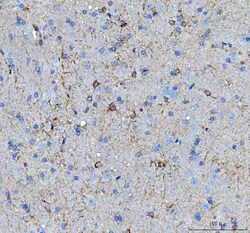 Invitrogen MIF Polyclonal Antibody 100 &mu;g; Unconjugated:Antibodies,