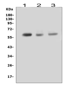 Invitrogen RUNX2 Polyclonal Antibody 100 &mu;g; Unconjugated:Antibodies,