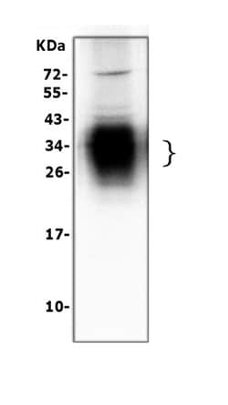 Invitrogen SFTPA1 Polyclonal Antibody 100 &mu;g; Unconjugated:Antibodies,