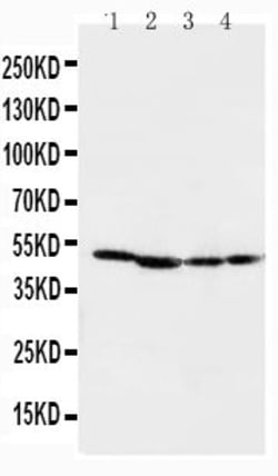 Invitrogen MEK1 Polyclonal Antibody 100 &mu;g | Buy Online | Invitrogen&trade; | Fisher Scientific
