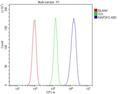 Invitrogen MEK3 Polyclonal Antibody 100 &mu;g; Unconjugated:Antibodies,