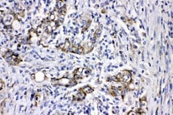 Invitrogen MEK3 Polyclonal Antibody 100 &mu;g; Unconjugated:Antibodies,