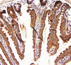 Invitrogen MEK3 Polyclonal Antibody 100 &mu;g; Unconjugated:Antibodies,