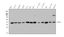 Invitrogen MEK3 Polyclonal Antibody 100 &mu;g; Unconjugated:Antibodies,