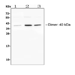 Invitrogen CD268 (BAFF Receptor) Polyclonal Antibody 100 &mu;g; Unconjugated:Antibodies,