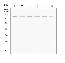 Invitrogen PI3K p85 alpha Polyclonal Antibody 100 &mu;g; Unconjugated:Antibodies,