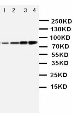 Invitrogen PI3K p85 alpha Polyclonal Antibody 100 &mu;g; Unconjugated:Antibodies,