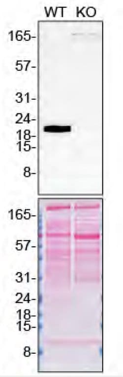Invitrogen&trade;&nbsp;Pleiotrophin Polyclonal Antibody