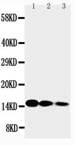 Invitrogen IL-3 Polyclonal Antibody 100 &mu;g; Unconjugated:Antibodies,