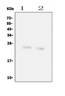 Invitrogen FGF22 Polyclonal Antibody 100 &mu;g; Unconjugated:Antibodies,
