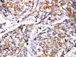 Invitrogen Caspase 4 Polyclonal Antibody 100 &mu;g; Unconjugated:Antibodies,