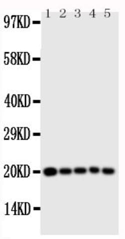 Invitrogen Caspase 4 Polyclonal Antibody 100 &mu;g; Unconjugated:Antibodies,