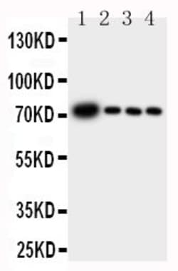 Invitrogen GCLC Polyclonal Antibody 100 &mu;g; Unconjugated:Antibodies,