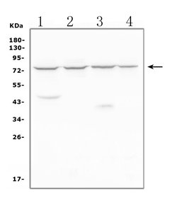 Invitrogen MEKK2 Polyclonal Antibody 100 &mu;g; Unconjugated:Antibodies,