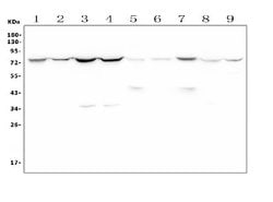 Invitrogen MEKK2 Polyclonal Antibody 100 &mu;g; Unconjugated:Antibodies,