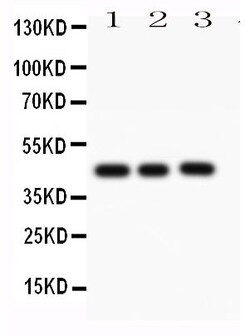 Invitrogen Caspase 1 p10 Polyclonal Antibody 100 &mu;g; Unconjugated:Antibodies,