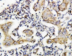 Invitrogen Caspase 8 p10 Polyclonal Antibody 100 &mu;g; Unconjugated:Antibodies,