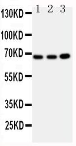 Invitrogen GBP1 Polyclonal Antibody 100 &mu;g; Unconjugated:Antibodies,