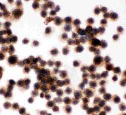 Invitrogen CD45 Polyclonal Antibody 100 &mu;g; Unconjugated:Anticuerpos