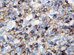 Invitrogen CD45 Polyclonal Antibody 100 &mu;g; Unconjugated:Anticuerpos