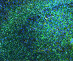 Invitrogen CD45 Polyclonal Antibody 100 &mu;g; Unconjugated:Anticuerpos