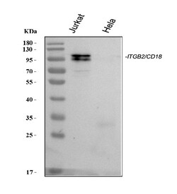 Invitrogen CD18 Polyclonal Antibody 100 &mu;g; Unconjugated:Antibodies,
