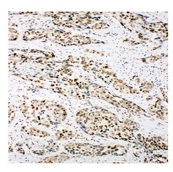 Invitrogen Ku80 Polyclonal Antibody 100 &mu;g; Unconjugated:Antikörper