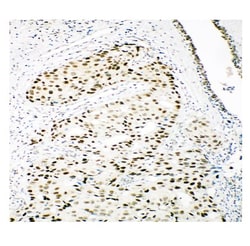 Invitrogen Ku80 Polyclonal Antibody 100 &mu;g; Unconjugated:Antikörper
