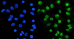 Invitrogen Ku70 Polyclonal Antibody 100 &mu;g; Unconjugated:Antibodies,