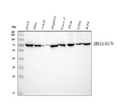 Invitrogen Ku70 Polyclonal Antibody 100 &mu;g; Unconjugated:Antibodies,