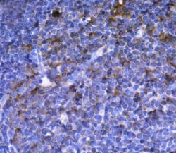 Invitrogen HTR1A Polyclonal Antibody 100 &mu;g; Unconjugated:Antibodies,