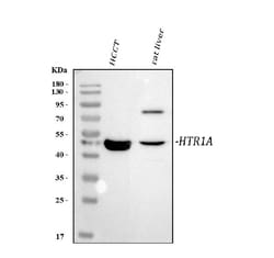 Invitrogen HTR1A Polyclonal Antibody 100 &mu;g; Unconjugated:Antibodies,