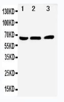 Invitrogen Nur77 Polyclonal Antibody 100 &mu;g | Buy Online | Invitrogen&trade; | Fisher Scientific