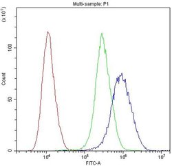 Invitrogen MYPT1 Polyclonal Antibody 100 &mu;g; Unconjugated:Antibodies,
