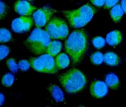 Invitrogen MYPT1 Polyclonal Antibody 100 &mu;g; Unconjugated:Antibodies,