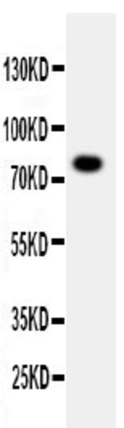 Invitrogen PPP1R15B Polyclonal Antibody 100 &mu;g; Unconjugated:Antibodies,