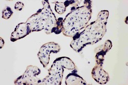 Invitrogen TLR7 Polyclonal Antibody 100 &mu;g; Unconjugated:Antibodies,