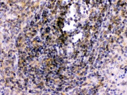 Invitrogen TLR7 Polyclonal Antibody 100 &mu;g; Unconjugated:Antibodies,