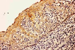 Invitrogen Caspase 8 p18 Polyclonal Antibody 100 &mu;g; Unconjugated:Antibodies,