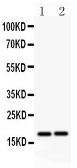 Invitrogen Caspase 8 p18 Polyclonal Antibody 100 &mu;g; Unconjugated:Antibodies,