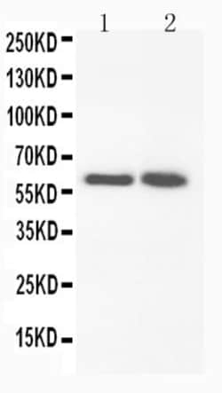Invitrogen FMO3 Polyclonal Antibody 100 &mu;g | Buy Online | Invitrogen&trade; | Fisher Scientific